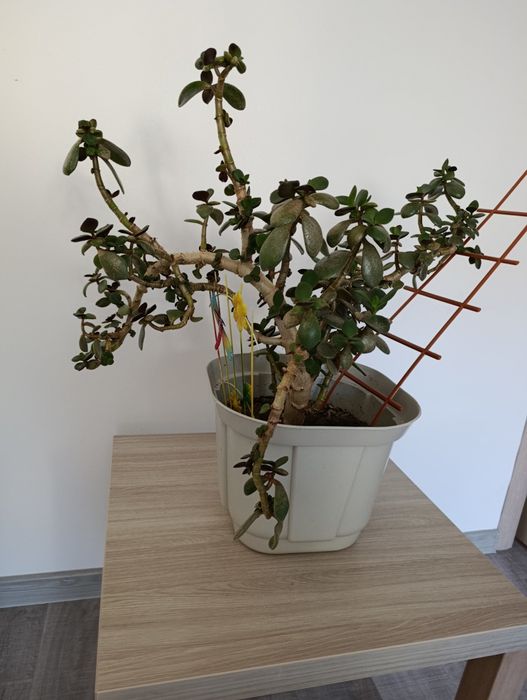 Денежное дерево бонсай