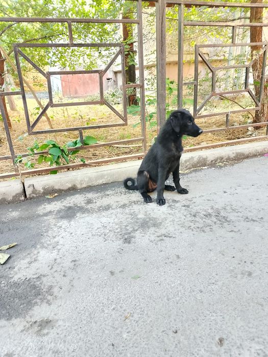 Отдам щенка в добрые руки