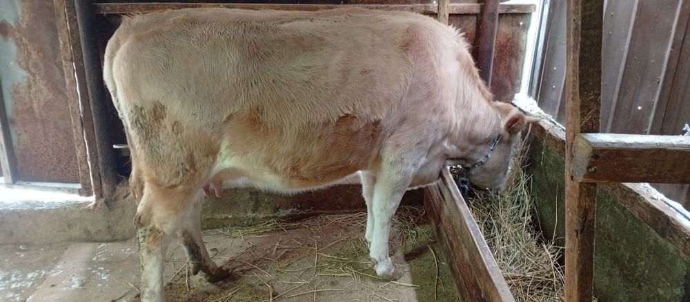 Первотёлка с Бычком