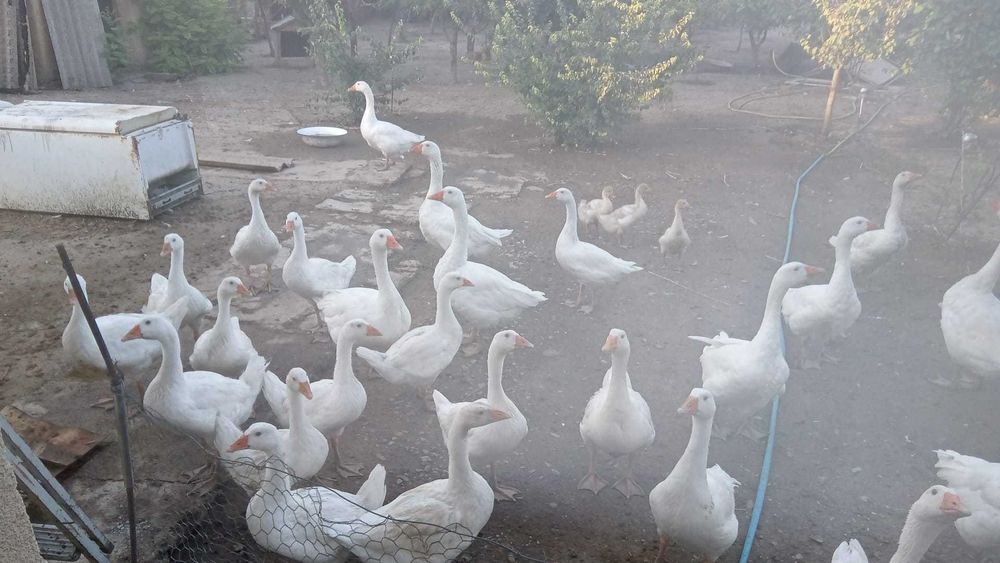 Vand Gaste crescute natural,Belciugatele 20 Km distanta de Bucuresti