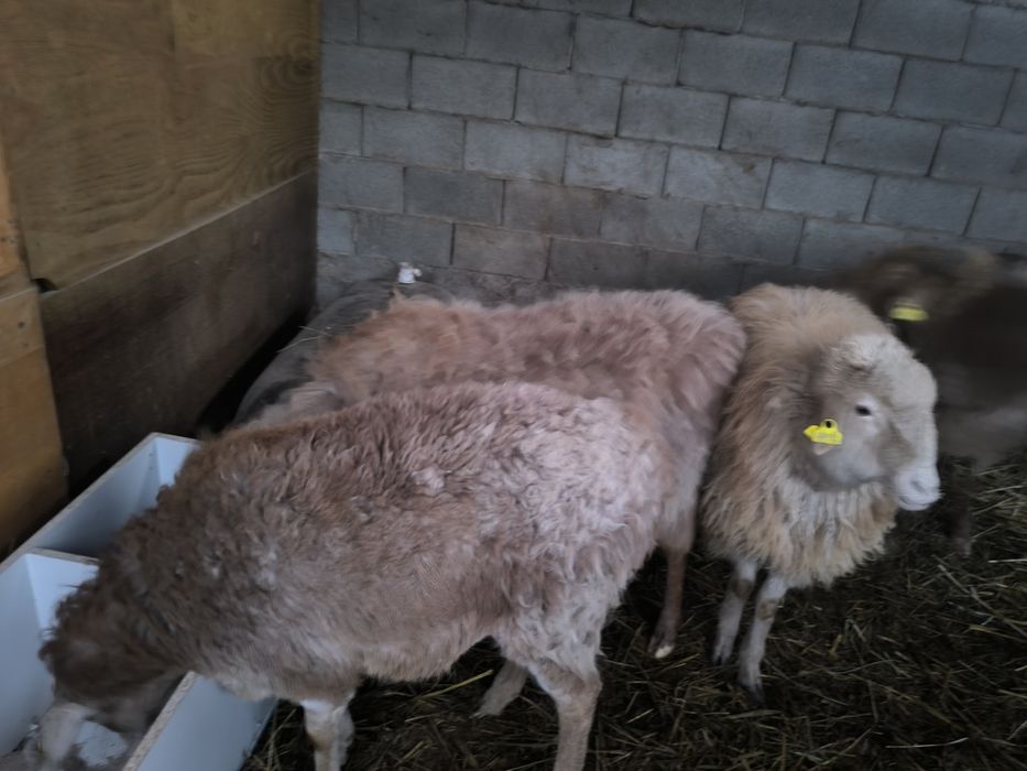 Срочно срочно Саулық үлкен қой қошқармен