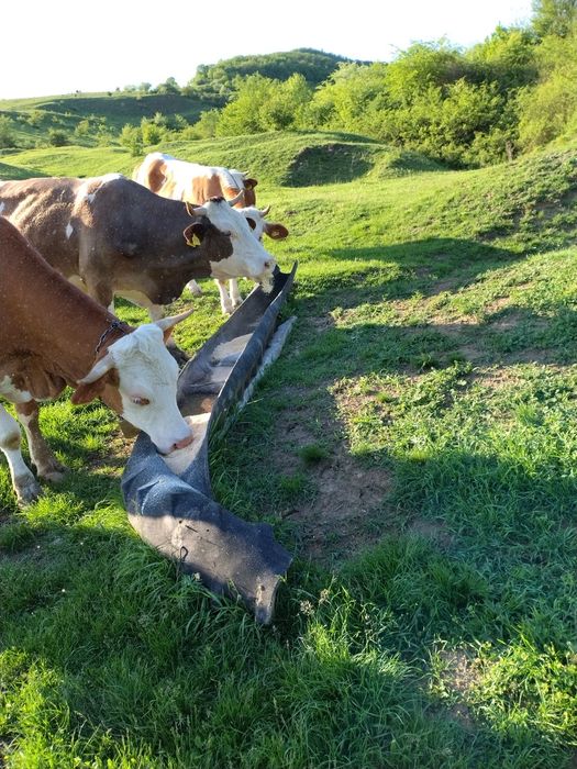 Vind o vacă de 6 Ani