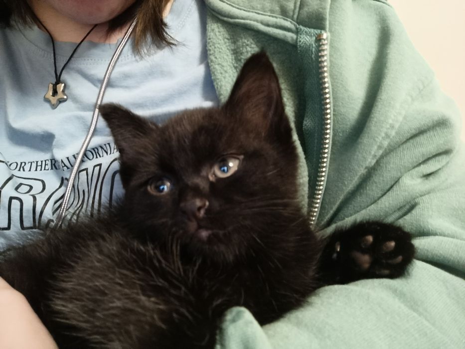 отдам котенка в добрые руки