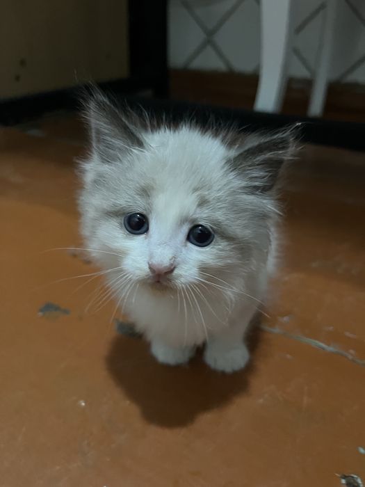 Бесплатно котенок