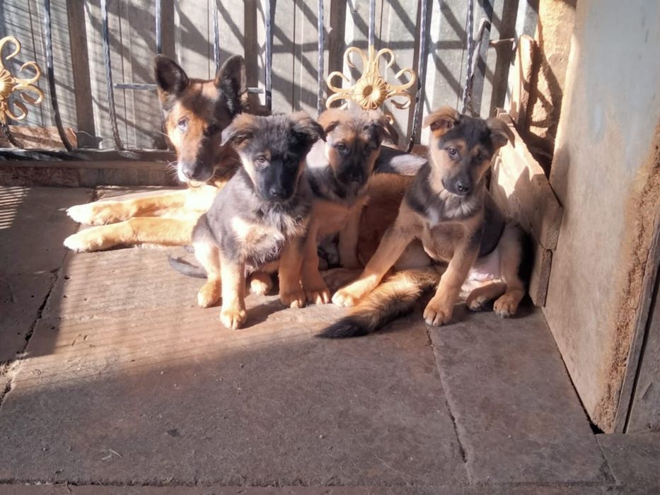 Продам щенки немецкой овчарки