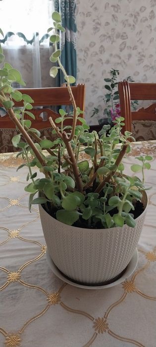 Комнатные цветы - Мята