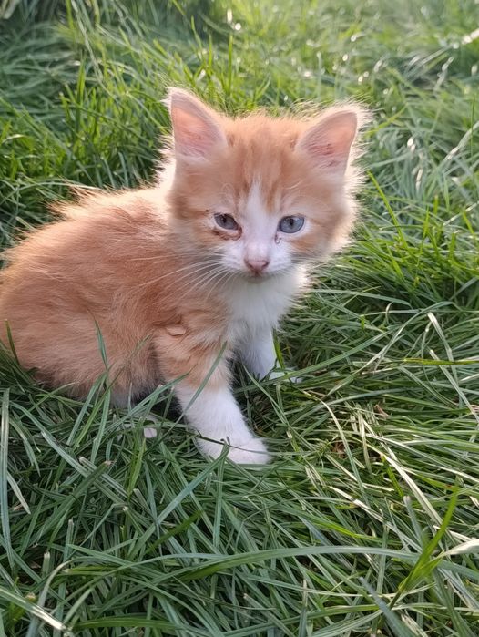 Бесплатно отдам котят