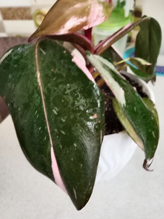 Филодендрон розовая принцесса