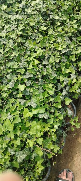 Pulyush gullari sotiladi