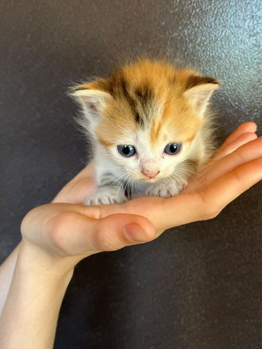 Отдам даром котят