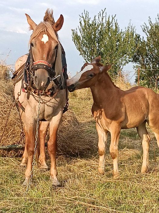 Iapă cu mânz de vânzare.
