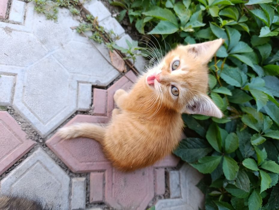 Котята мальчики от крысоловки