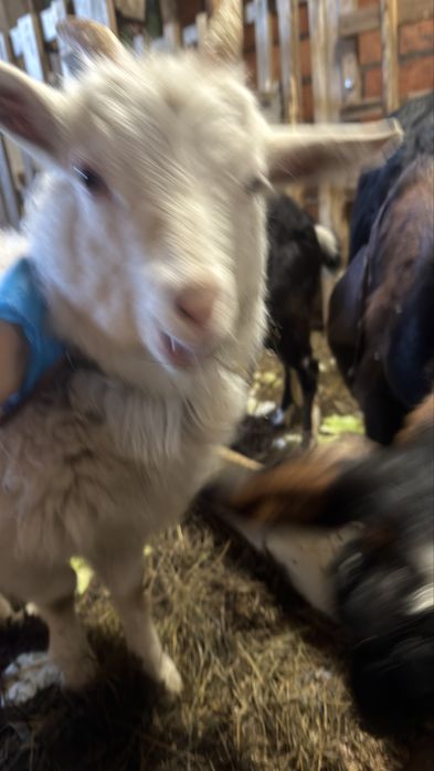 Продам козочку заненской породы