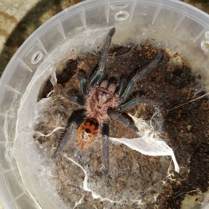 Пауки птицееды разные виды