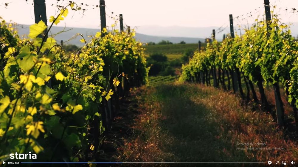 Vie Vanzare Podgoria Dealu-Mare, Boldesti-Scaeni, Prahova - 15,39 ha