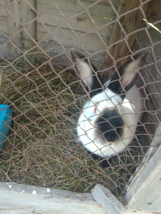 Продаются кролики