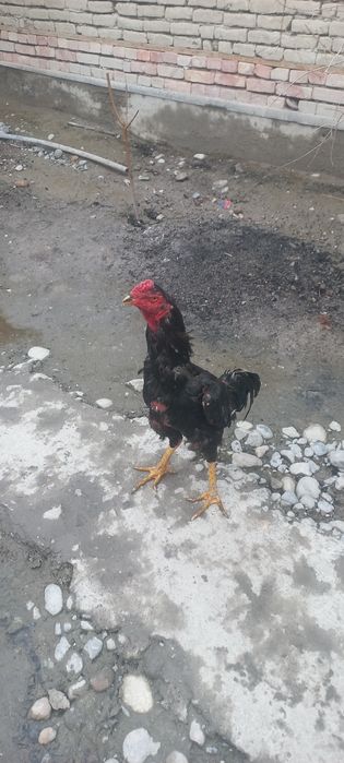 Хороз ва макйон сотилади зоти турк