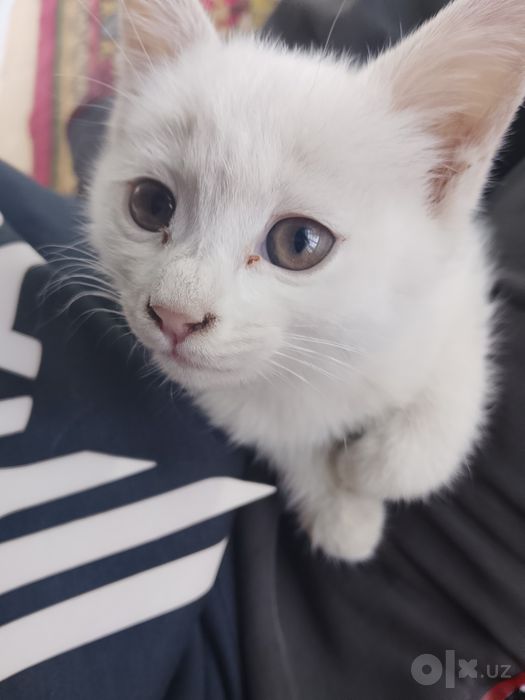 Котёнок маленькая девочка