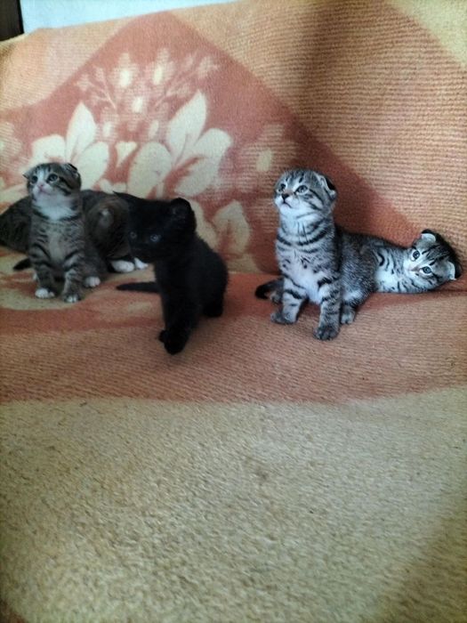 Вислоухие котята