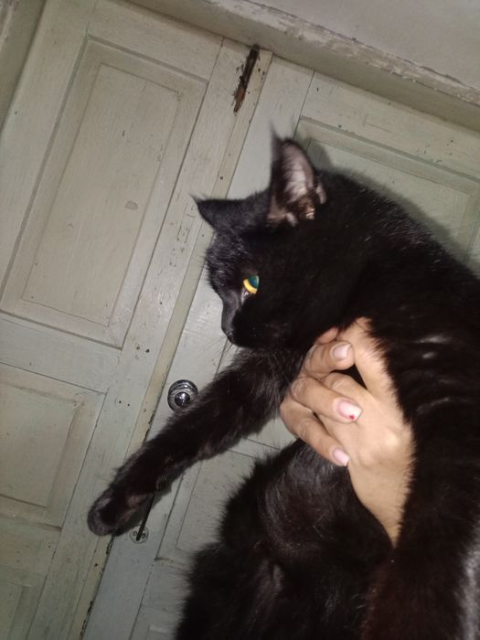 Mushuk Кошки Cat