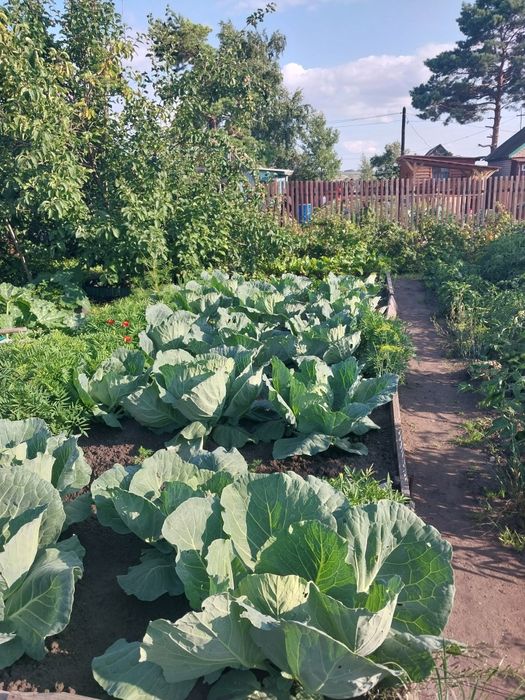 Продам дачу с.о гудок 4.2 Сотки