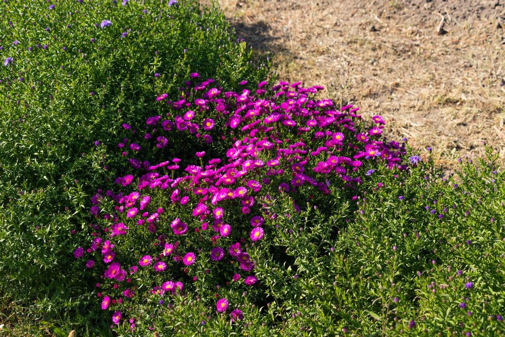 Продаются цветы . Находятся в Аксае ЗКО