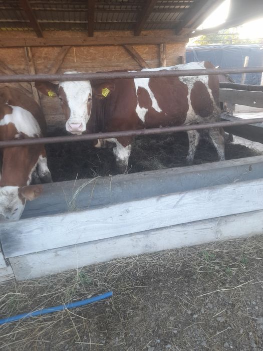 Vând 3 tăurași bălțați
