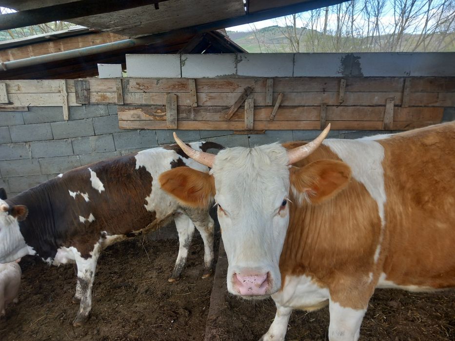 Vand 2 junici gestante