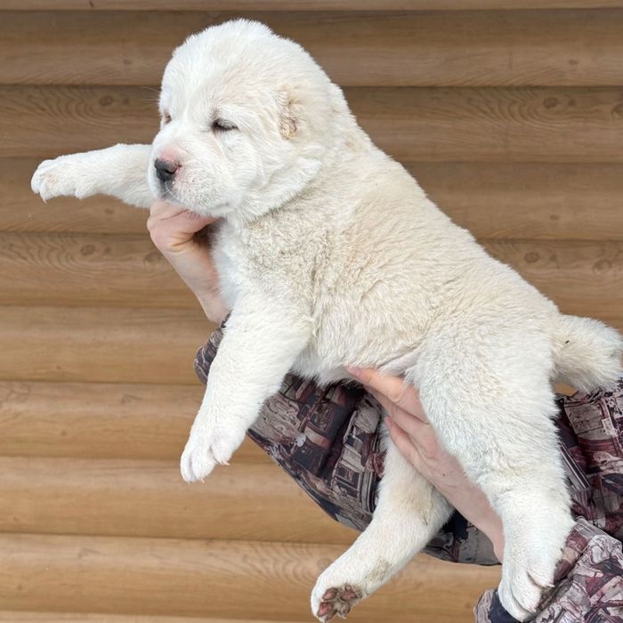 Күшіктер сатамын бағасы 30000