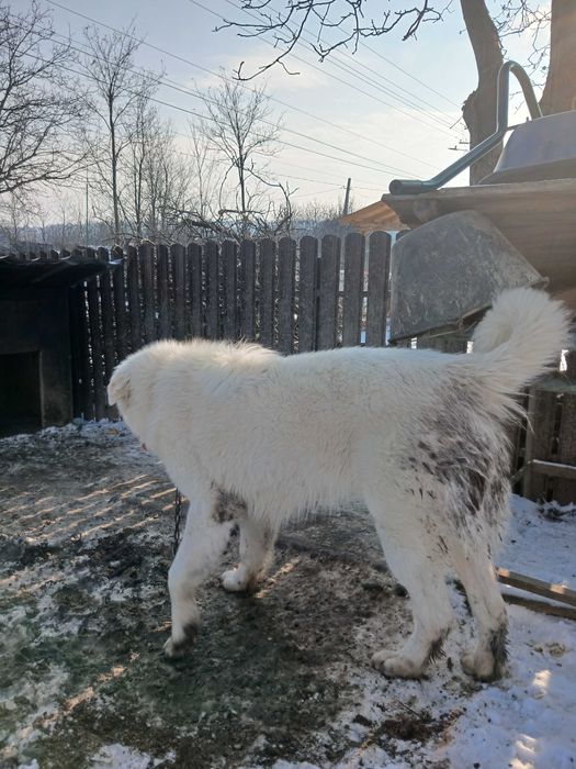 Isi cauta o noua casa