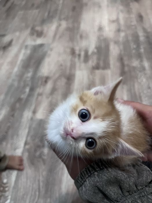 Котенок. Мальчик