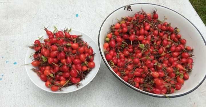 Шиповник шиповник