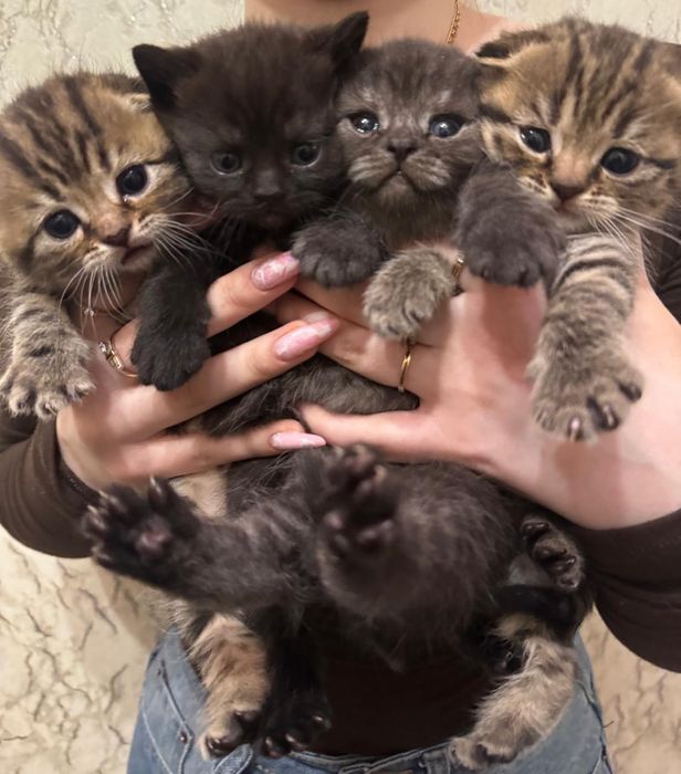 Котята Шотландской Породы.