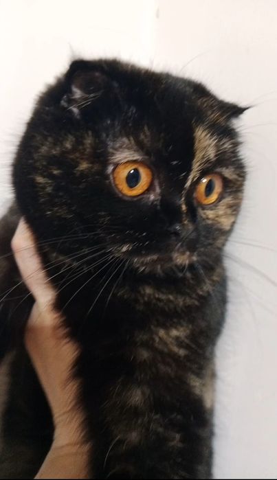 Мама стерилизованная+дочка