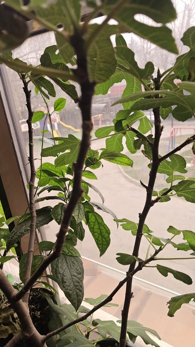 Продам дерево инжир  дерево мандарина