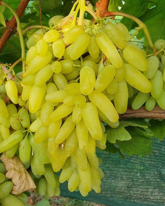 Lamborghini vita de vie