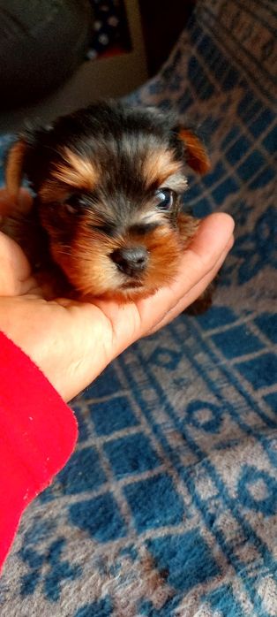Yorkshire Terrier mascul