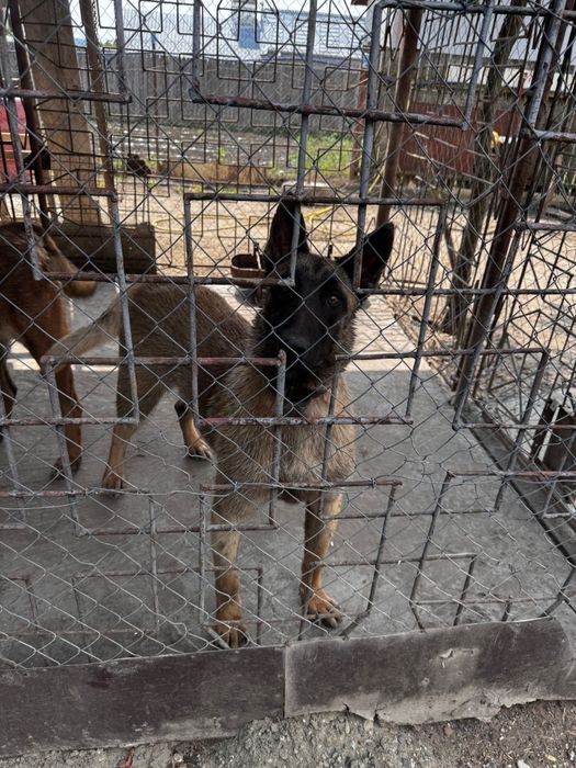 MALINOIS PREMIUM – Pui Excepțional din Linie cu Pedigree | Inteligență & Protecție de Top