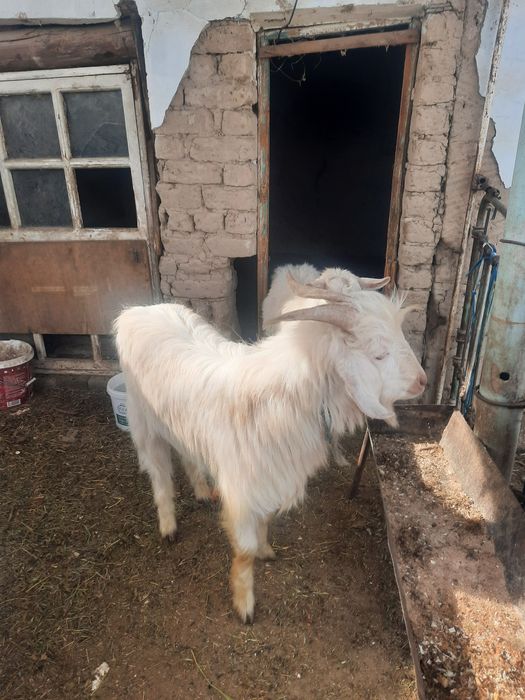 Чистокровный теке