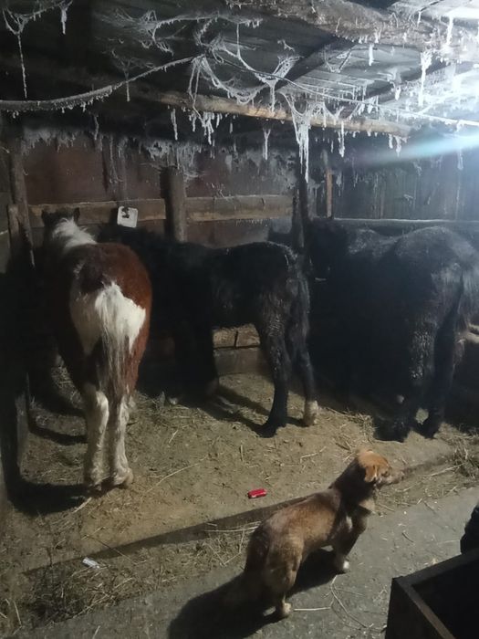 Продам  жеребят!