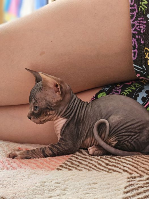 Сфинкс котята продам