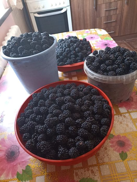 Продам ежевику со своего огорода