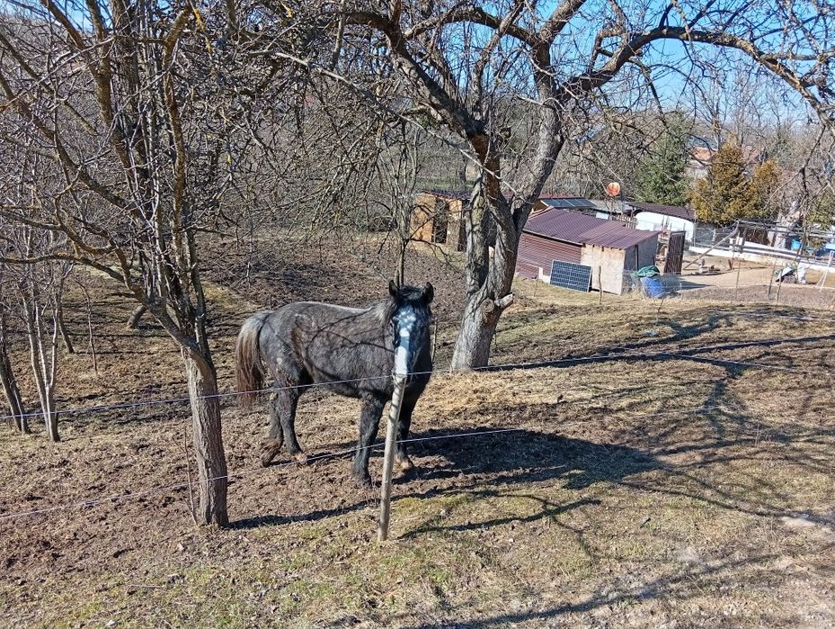 Vând iapa de 2 ani,cu acte.( Pașaport)