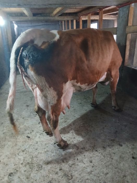 Vaca baltata romaneasca cu vițel de 7 ani