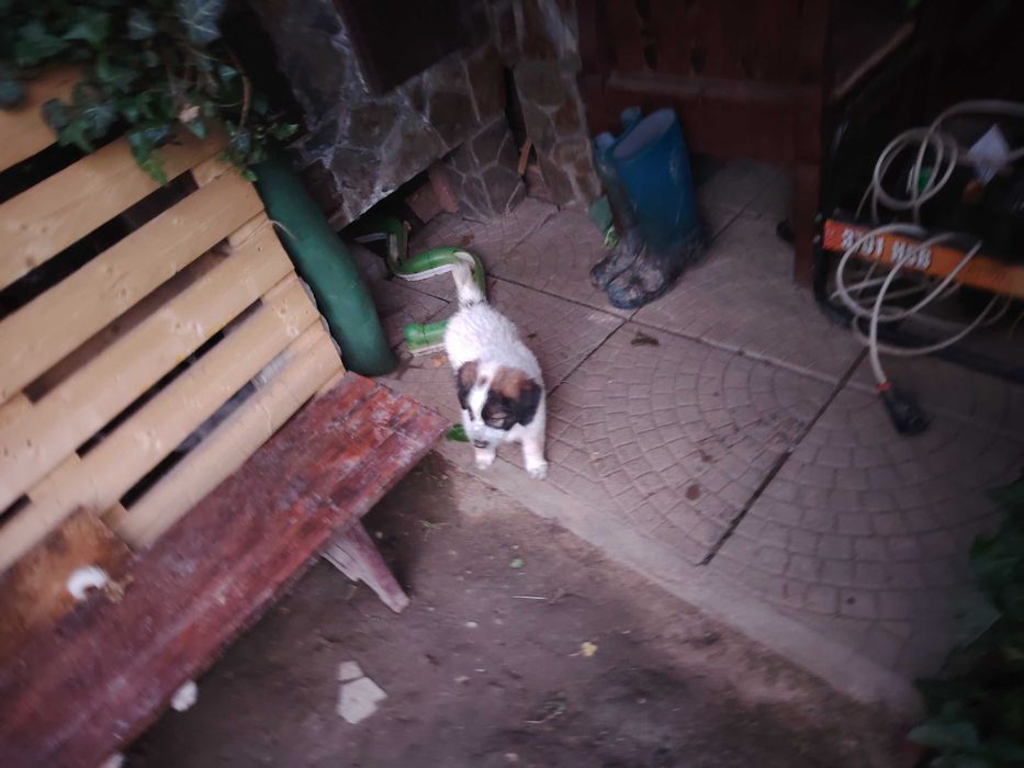 Donez trei cateluse