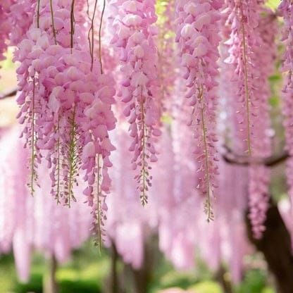 Wisteria (Glicina )La Ghiveci