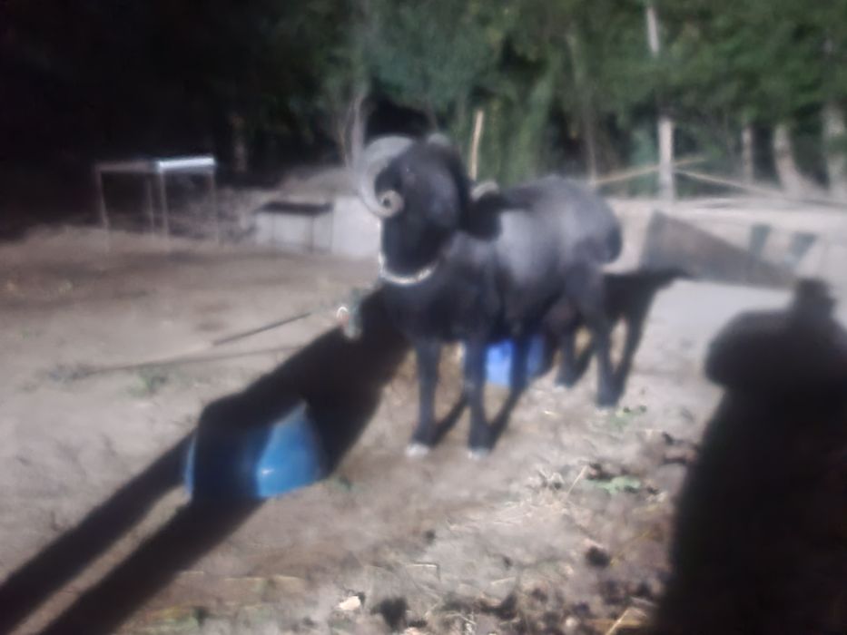 кочкорло..qo'zilorombo  йемланип дурипди  бугоз койлором бо галишилади