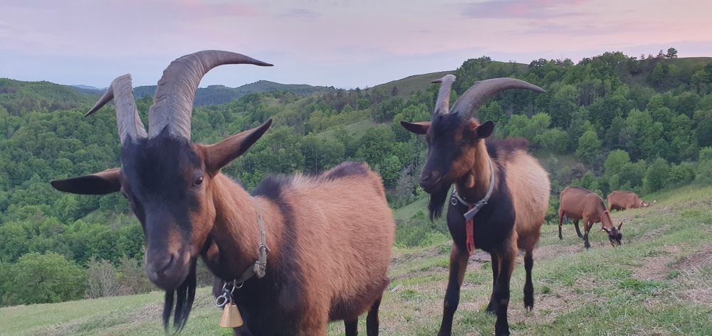 Vând lapte de capră rasa alpina franceza