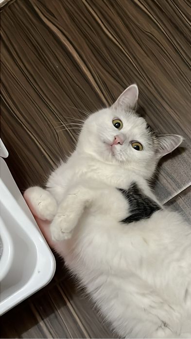 отдадим в хорошие руки