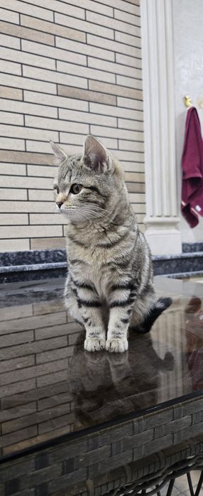 Первая Кошка вислоухая а вторая на половину